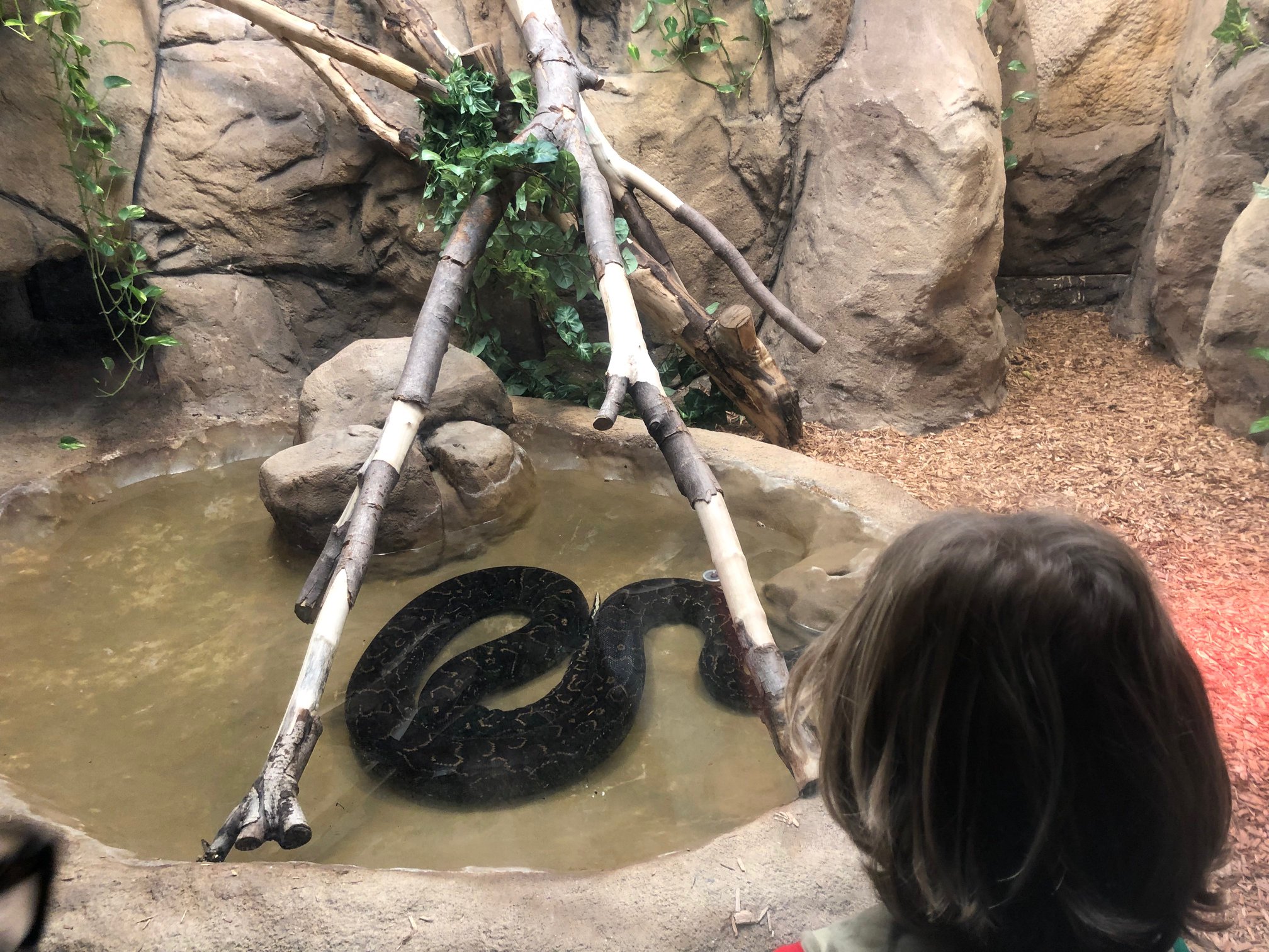 Sint-Martinus den XIIde - Zoo Antwerpen Kapoenen